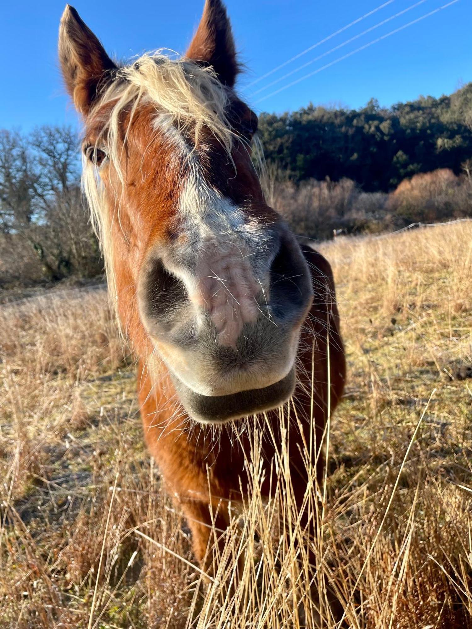 La Frigoule, Un Gite Au Coeur Du Parc Des Cevennes Generargues Екстериор снимка